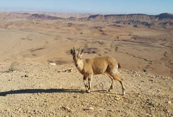 9 הפריטים ההכרחיים להרפתקה בטבע